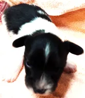 Tiny Tim, a male Papillon for sale in South Greeley, WY – 4 of 9
