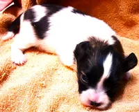Tiny Tina, a female Papillon for sale in South Greeley, WY – 4 of 9