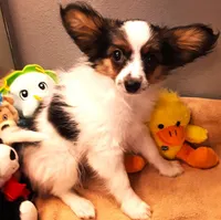 Mr. Friendly  Available in April, a male Papillon for sale in South Greeley, WY – Photo 3 of 10