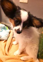 Mr. Friendly  Available in April, a male Papillon for sale in South Greeley, WY – Photo 7 of 10
