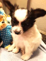 Fluffy Available in March, a female Papillon for sale in South Greeley, WY – Photo 4 of 10
