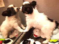 Fluffy Available in March, a female Papillon for sale in South Greeley, WY – Photo 9 of 10