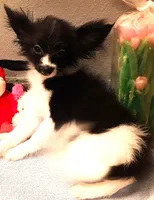 processed/23a61874-fe10-41a4-ae53-346db6aa4d3b/listing/3fd30210-de59-4915-9ac5-5b031f59d36a/306f6b1c-bcb0-45b3-8613-2129583636b7