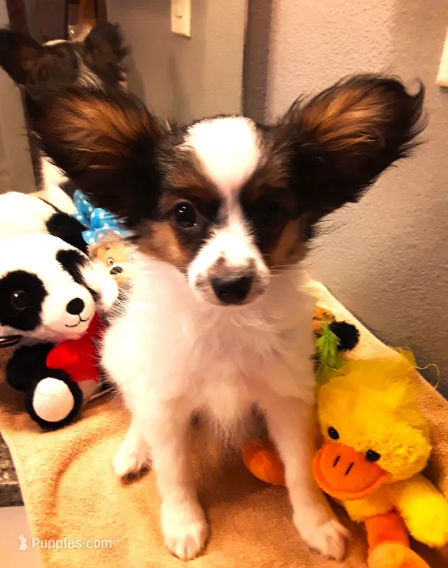 Mr. Friendly  Available in April – Papillon puppy for sale in South Greeley, WY