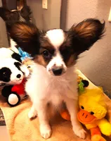 Mr. Friendly  Available in April, a male Papillon for sale in South Greeley, WY – Photo 1 of 10
