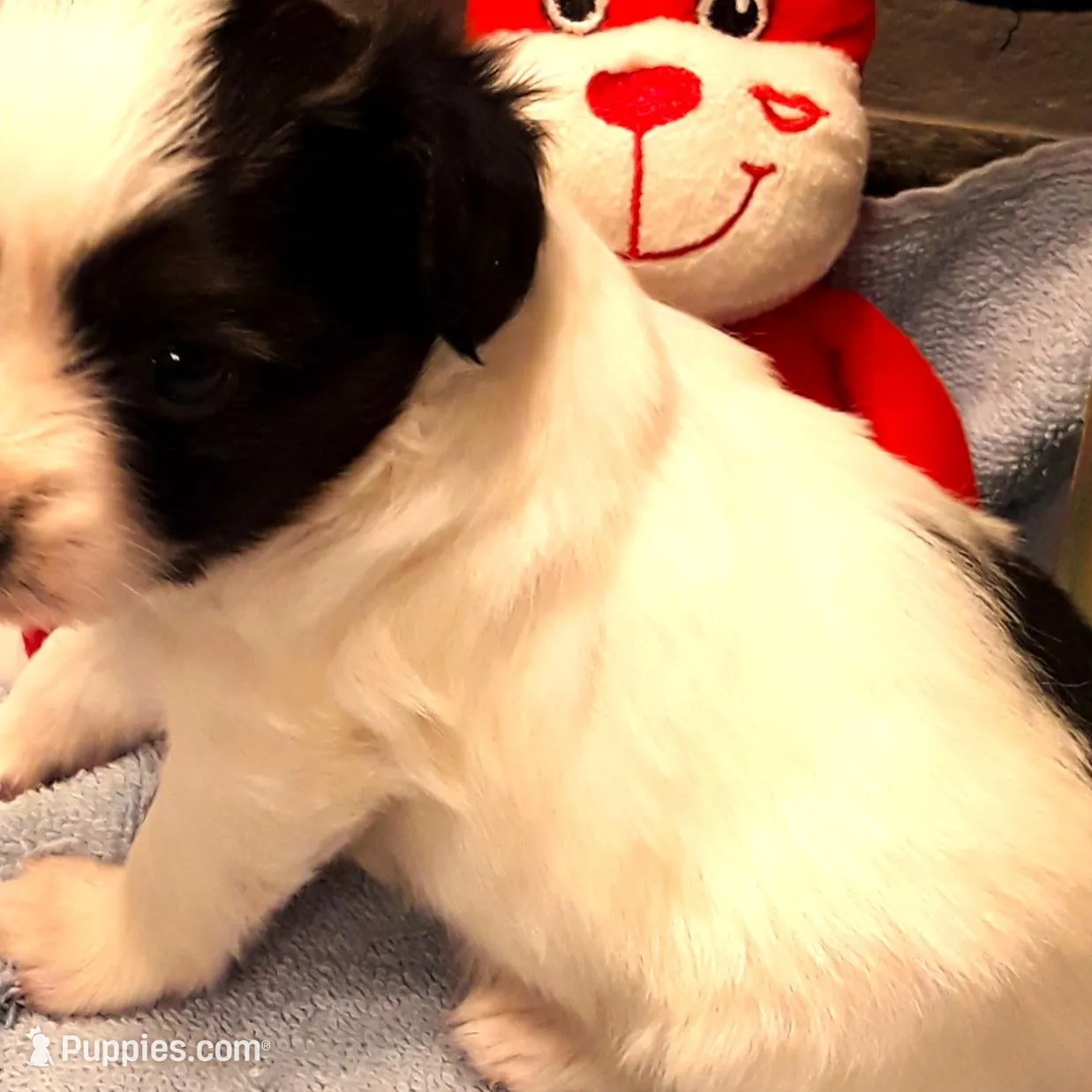 Goliath Available for Hold, a female Papillon for sale in Cheyenne, WY – Photo 8 of 9