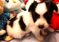 Goliath Available for Hold, a female Papillon for sale in Cheyenne, WY – Photo 4 of 9