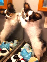 Mr. Friendly  Available in April, a male Papillon for sale in South Greeley, WY – Photo 9 of 10