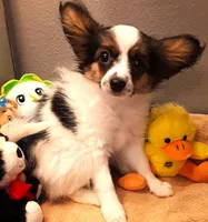 Mr. Friendly  Available in April, a male Papillon for sale in South Greeley, WY – Photo 4 of 10