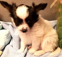 Fluffy Available in March, a female Papillon for sale in South Greeley, WY – Photo 6 of 10