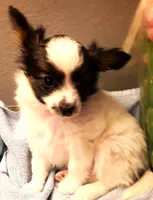 Fluffy Available in March, a female Papillon for sale in South Greeley, WY – Photo 7 of 10