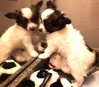 Fluffy Available in March, a female Papillon for sale in South Greeley, WY – Photo 8 of 10