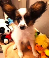 Mr. Friendly  Available in April, a male Papillon for sale in South Greeley, WY – Photo 2 of 10