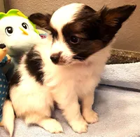 Fluffy Available in March, a female Papillon for sale in South Greeley, WY – Photo 5 of 10