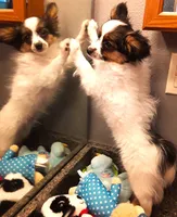 Mr. Friendly  Available in April, a male Papillon for sale in South Greeley, WY – Photo 8 of 10
