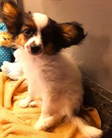 Mr. Friendly  Available in April, a male Papillon for sale in South Greeley, WY – Photo 6 of 10
