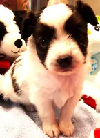 Goliath Available for Hold, a female Papillon for sale in Cheyenne, WY – Photo 2 of 9