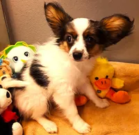 Mr. Friendly  Available in April, a male Papillon for sale in South Greeley, WY – Photo 5 of 10