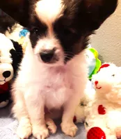 Fluffy Available in March, a female Papillon for sale in South Greeley, WY – Photo 2 of 10