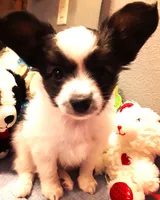 Fluffy Available in March, a female Papillon for sale in South Greeley, WY – Photo 1 of 10