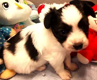 Goliath Available for Hold, a female Papillon for sale in Cheyenne, WY – Photo 5 of 9