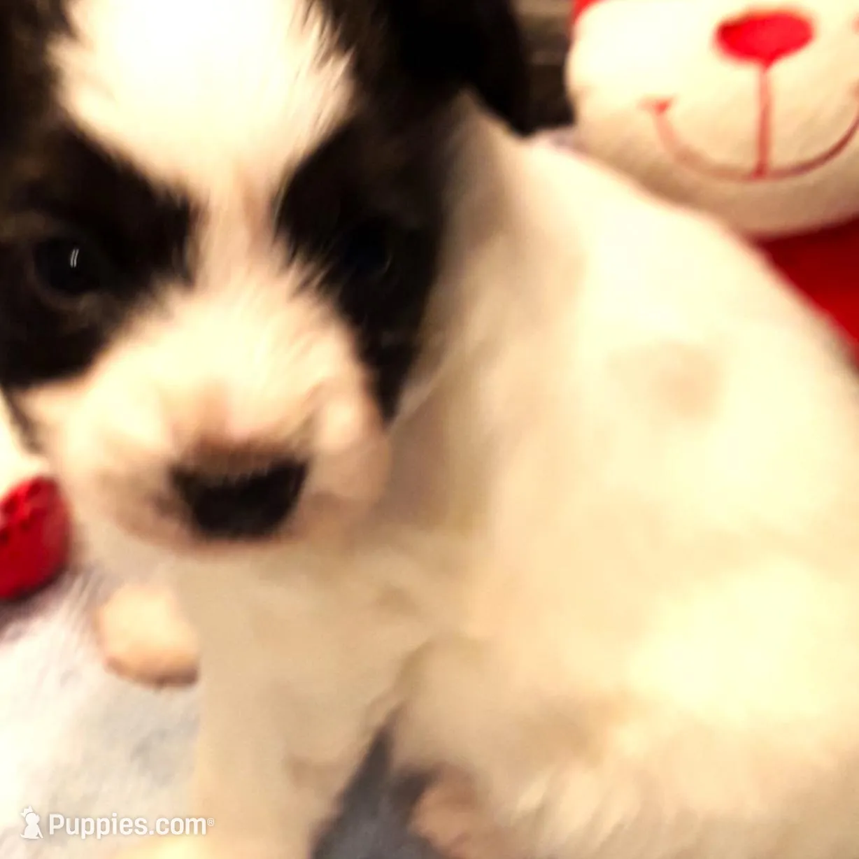 Goliath Available for Hold, a female Papillon for sale in Cheyenne, WY – Photo 7 of 9