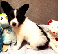 Li'll Bronco, a male Papillon for sale in South Greeley, WY – 4 of 10