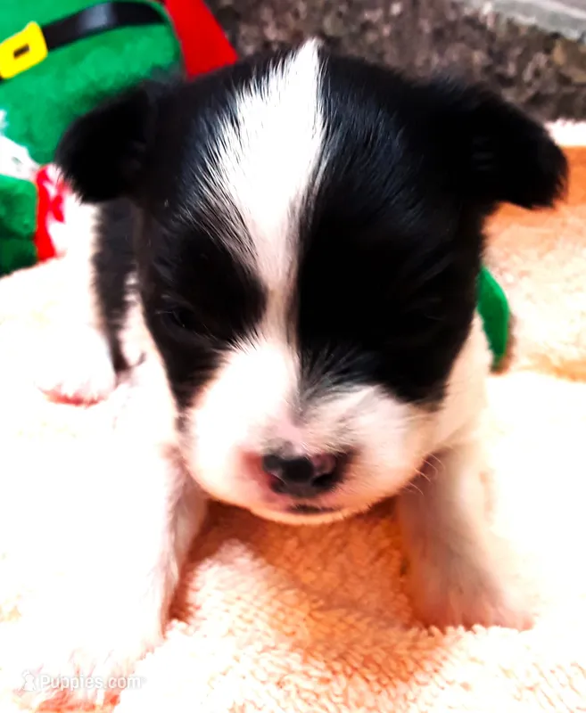 Li'll Angel, a female Papillon for sale in South Greeley, WY – 1 of 10