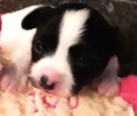 Monica, a female Papillon for sale in South Greeley, WY – 2 of 7