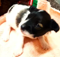 Santa's Dancer, a male Papillon for sale in South Greeley, WY – 6 of 9