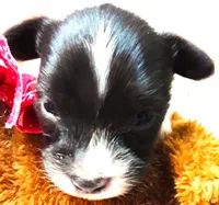 Tiny Tim, a male Papillon for sale in South Greeley, WY – 2 of 9