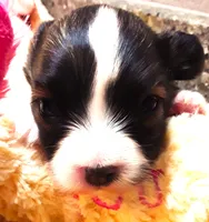 Tiny Tina, a female Papillon for sale in South Greeley, WY – 2 of 9