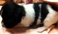 Tiny Tim, a male Papillon for sale in South Greeley, WY – 7 of 9