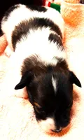 Santa's Dancer, a male Papillon for sale in South Greeley, WY – 7 of 9