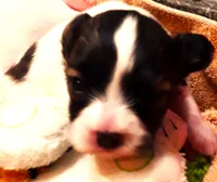 Tiny Tina, a female Papillon for sale in South Greeley, WY – 5 of 9