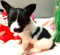 L'll Dolly, a female Papillon for sale in South Greeley, WY – 5 of 9