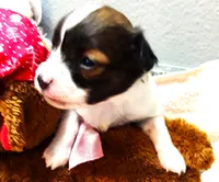 Li'll Rudolph, a male Papillon for sale in South Greeley, WY – 3 of 9