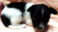 Tiny Tim, a male Papillon for sale in South Greeley, WY – 6 of 9