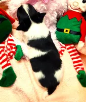 Li'll Angel, a female Papillon for sale in South Greeley, WY – 10 of 10