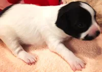 Monica, a female Papillon for sale in South Greeley, WY – 5 of 7
