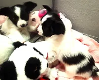 Monica, a female Papillon for sale in South Greeley, WY – 8 of 9