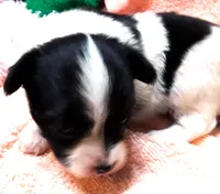 Li'll Angel, a female Papillon for sale in South Greeley, WY – 6 of 10