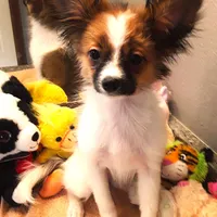 Presidents Day Sale!, a female Papillon for sale in South Greeley, WY – Photo 2 of 10