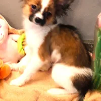 Presidents Day Sale!, a female Papillon for sale in South Greeley, WY – Photo 7 of 10