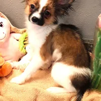 Presidents Day Sale!, a female Papillon for sale in South Greeley, WY – Photo 8 of 10