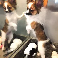 Presidents Day Sale!, a female Papillon for sale in South Greeley, WY – Photo 6 of 10