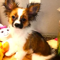 Presidents Day Sale!, a female Papillon for sale in South Greeley, WY – Photo 4 of 10