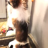 Presidents Day Sale!, a female Papillon for sale in South Greeley, WY – Photo 10 of 10