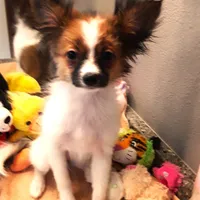 Presidents Day Sale!, a female Papillon for sale in South Greeley, WY – Photo 1 of 10