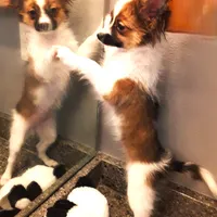 Presidents Day Sale!, a female Papillon for sale in South Greeley, WY – Photo 5 of 10